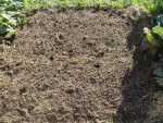 La terre une fois dégagée du foin et des quelques touffes d'herbes.