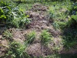Voila l'emplacement ou j'ai planté les oignons et l'ail.<br />J'ai dégagé la terre avec le râteaux.
