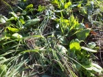 Les épinard une fois paillés.<br />Les herbes que vous voyez sont celles arrachées avant les plantation des oignons et de l'ail.