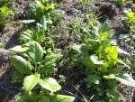 Les épinards avec leurs herbes et l'ancien mulch de tontes de gazon.