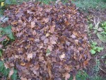 Les feuilles une fois déposées.