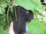 Il y a encore beaucoup d'aubergines et certaines sont de belle taille.