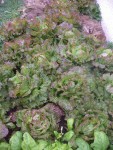 La dernière série de salades rouge Grenobloise.