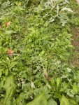 La série de mâche.<br />Elle à été mal semée car je l'ai semé à la volée alors qu'il aurais fallut la semer en ligne pour pouvoir la pailler et éviter toutes ces herbes.<br />S'est en faisant des erreur que l'on apprend:)