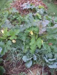 Le dernier pied de courgettes