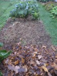 La zone ou on étés plantés les oignons et l'ail