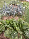 Les endives et les poireaux