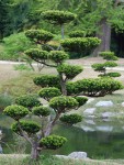 1362727434taille-arbre-en-nuage-225x300.jpg