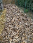 Voici les feuilles mortes déposées sur le foin.