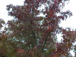 Ma réserve va encore s'agrandir car les arbres ont encore des feuilles à perdre.