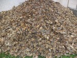 Voici ma réserve de feuilles.