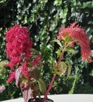 dsc-15568r1.jpg
