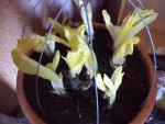 J'ai commencé à forcer mes endives depuis une dizaine de jours et je peut dire que sa pousse bien.<br />Je les force dans un abris de jardin,dans un gros pot remplit de terreaux et avec un sac poubelles par dessus,maintenu par les arceaux que vous voyez.