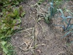 Voici le rang d'endive à la date du 27 juillet si je me souvient bien.Les plants avaient complètements fanés après le repiquage.
