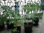 P5251456 bis.JPG