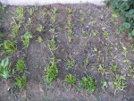 J'ai tous coupé pour laissé pousser des jeunes feuilles.<br />Les feuilles coupées ont soit étés ramenées dans la cuisine pour les plus belles mais pour la majorités,elles ont fini sur les planches du potager pour complété le paillage de foin ou de feuilles mortes.