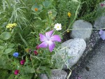 Inconnue mauve 12oct14.JPG