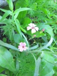 Inconnue rose 1 16sep14 - Copie.JPG