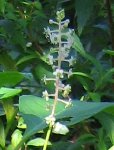 la hampe florale