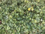 Il suffit de faire tomber les brin d'herbe en secouant les plants avec le pied ou avec une branche de bois.