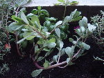 petite_plante1.jpg