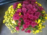 DSCN5884.JPG
