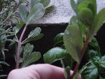 petite_plante2.jpg