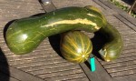 courges longues de nice.jpg