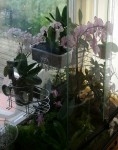 terrarium 1.jpg