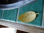 DSC03704.JPG