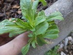 DSC04553.JPG