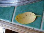 DSC03706.JPG
