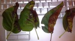 Feuilles lilas.jpg