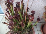 Voici mes sarracenia à moi,ils ont 4-5 ans.