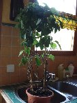 DSC03707.JPG