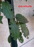chèvrefeuille.jpg