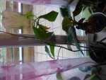 mon avocatier