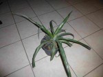 mon ananas