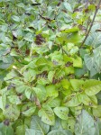 Lilas feuilles noires