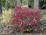 Euonymus4.JPG