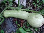 courge 001.jpg
