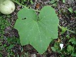 courge 003.jpg