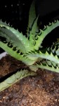 Plante 1.jpg