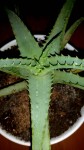 Plante 2.jpg