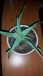 Plante 3.jpg