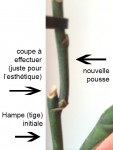 phal-coupe.jpg