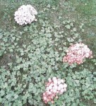 photo1 de champignons