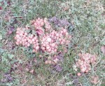 photo2 de champignons
