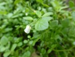 P1010895PT.jpg