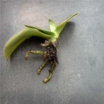 Mini phal recto